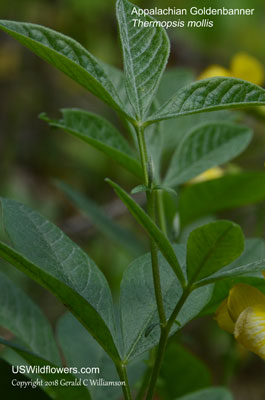 Thermopsis mollis