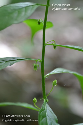 Hybanthus concolor