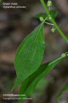 Hybanthus concolor