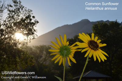 Helianthus annuus