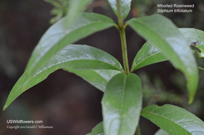 Silphium trifoliatum