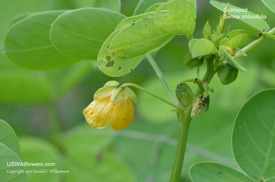 Senna obtusifolia