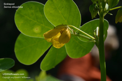 Senna obtusifolia