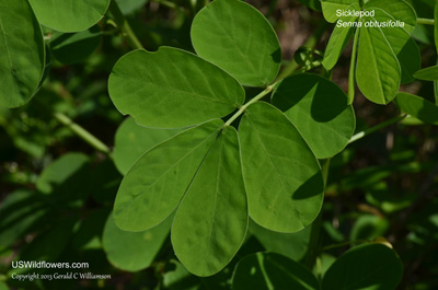 Senna obtusifolia