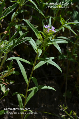 Collomia linearis