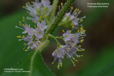 Callicarpa americana