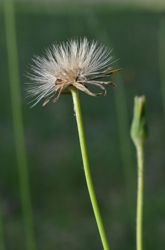 Krigia dandelion