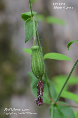 Silene virginica