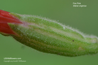 Silene virginica