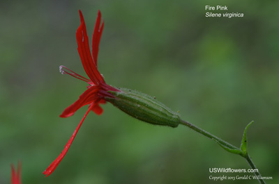 Silene virginica