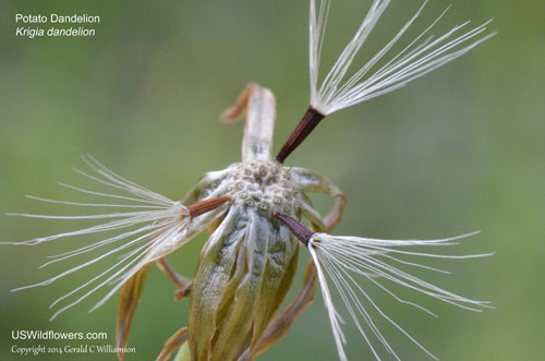 Krigia dandelion