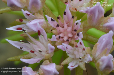 Sedum pulchellum