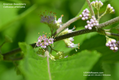 Callicarpa americana