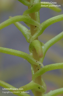 Sedum pulchellum