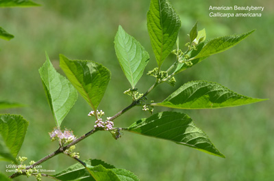 Callicarpa americana