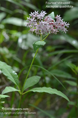 Asclepias quadrifolia