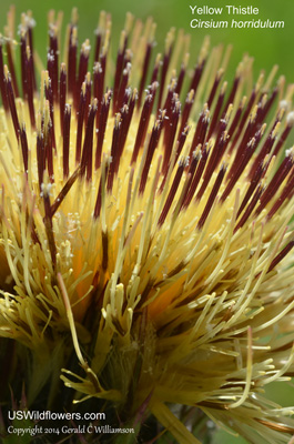 Cirsium horridulum