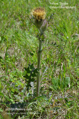 Cirsium horridulum