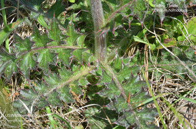 Cirsium horridulum