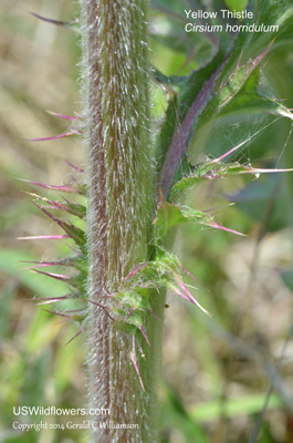 Cirsium horridulum