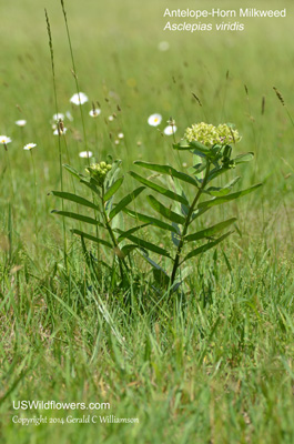 Asclepias viridis