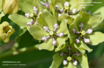 Asclepias viridis