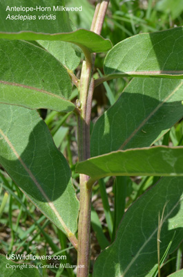 Asclepias viridis