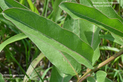 Asclepias viridis