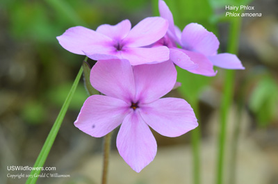 Phlox amoena