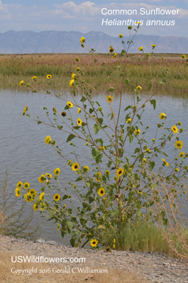 Helianthus annuus