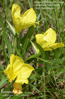 Oenothera macrocarpa ssp macrocarpa