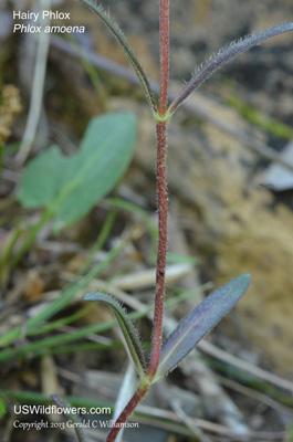 Phlox amoena