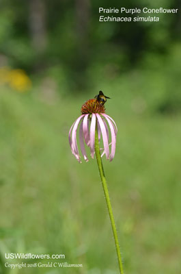 Echinacea simulata