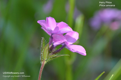 Phlox amoena