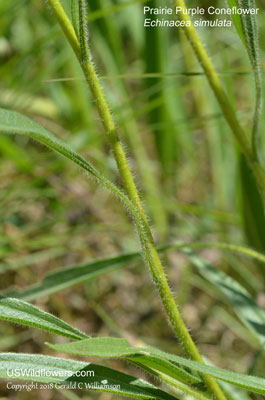 Echinacea simulata