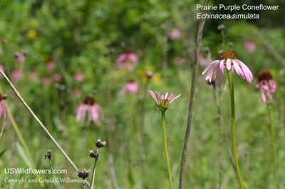 Echinacea simulata