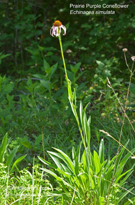 Echinacea simulata