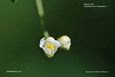 Cardiospermum halicacabum