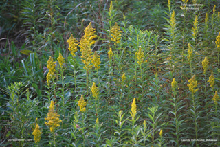 Solidago altissima