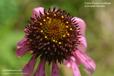 Echinacea simulata