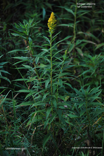 Solidago altissima