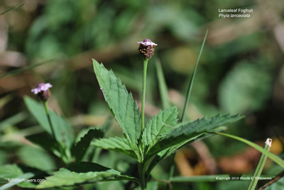 Phyla lanceolata