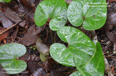 Hexastylis shuttleworthii