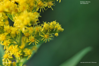 Solidago altissima