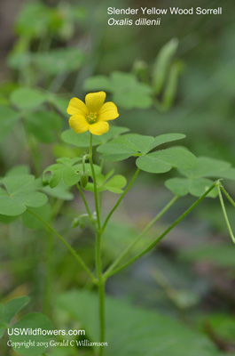 Oxalis dillenii