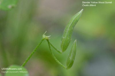 Oxalis dillenii