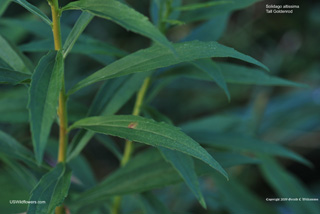 Solidago altissima