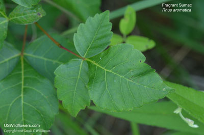 Rhus aromatica