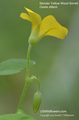 Oxalis dillenii