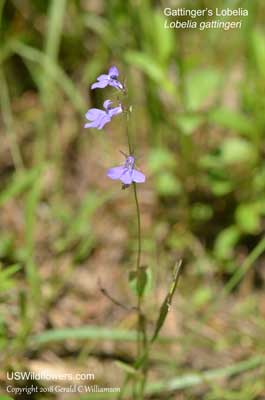 Lobelia gattingeri